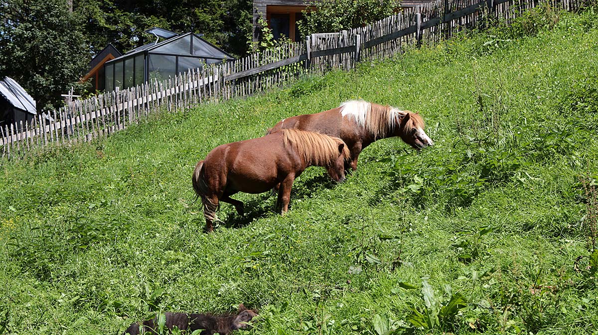 Dierenparkje in Brand